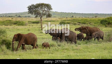 Tansania, WMA (Wildlife Management Area) von Randilen, Monduli District, Arusha Region, EINE Herde von Elefanten mit Jungen in der Nähe eines Wasserpunkts Stockfoto