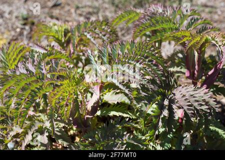 Melianthus Major 'Purple Haze'. Stockfoto