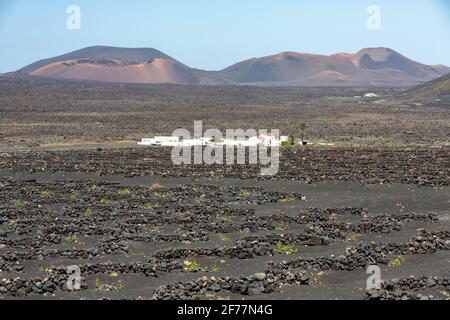 Spanien, Kanarische Inseln, Insel Lanzarote, Nationalpark Timanfaya oder Montañas del Fuego (Feuerberge), der Weinberg von Géria Stockfoto