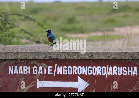 Tansania, Region Arusha, Serengeti-Nationalpark, UNESCO-Weltkulturerbe, der hervorragende Jackdaw- oder Spréo-Superbe (Lamprotornis-Superbus) Stockfoto