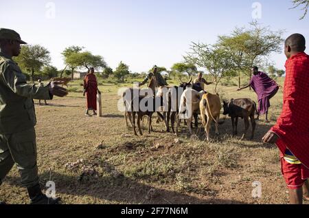 Tansania, WMA (Wildlife Management Area) von Randilen, Boma Melembuki Mengoru, die Ranger helfen den Massai, die Rinder zu verrunden Stockfoto