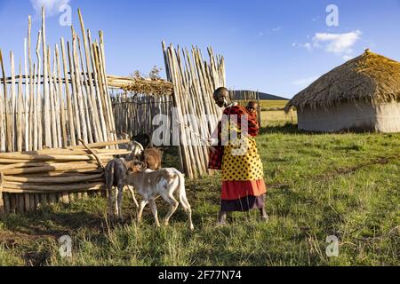 Tansania, Ngorongoro, Arusha-Region, Boma Mokila, Ngorongoro-Schutzgebiet, Eine Massai-Frau, die am Ende des Tages die Kühe in den Boma bringt Stockfoto