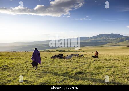 Tansania, Ngorongoro, Arusha-Region, Boma Mokila, Ngorongoro-Schutzgebiet, Ein paar Massai-Hirten bringen die Kühe am Ende des Tages in den Boma Stockfoto
