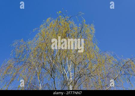 Silberbirke (Betula pendula) Kätzchen und neue Blätter. Stockfoto