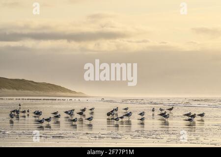 Frankreich, Somme, Somme-Bucht, Quend-Plage, Möwen am Quend-Plage-Strand im Winter Stockfoto