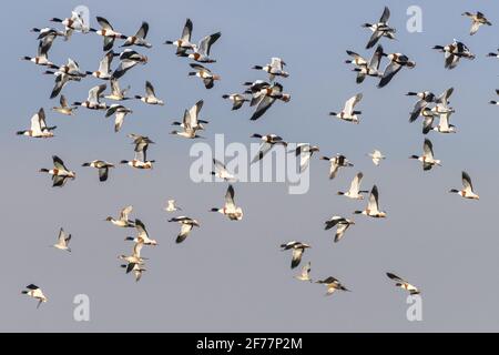 Frankreich, Somme, Baie de Somme, Le Crotoy, Plagen de la Maye, Réserve Naturelle de la Baie de Somme, EINE kalte Welle treibt die Vögel in der Bucht zu sammeln, während die inneren Teiche gefroren sind, mit schönen Tadornes de Belon Parkplätzen und schönen Flugszenen, wenn sie gestört werden. Stockfoto