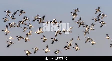 Frankreich, Somme, Baie de Somme, Le Crotoy, Plagen de la Maye, Réserve Naturelle de la Baie de Somme, EINE kalte Welle treibt die Vögel in der Bucht zu sammeln, während die inneren Teiche gefroren sind, mit schönen Tadornes de Belon Parkplätzen und schönen Flugszenen, wenn sie gestört werden. Stockfoto