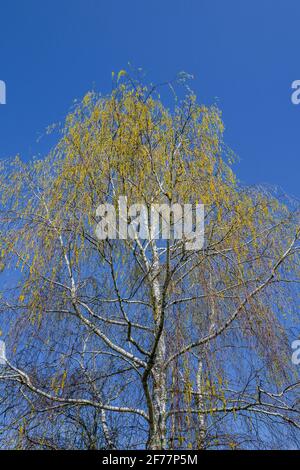 Silberbirke (Betula pendula) Kätzchen und neue Blätter. Stockfoto