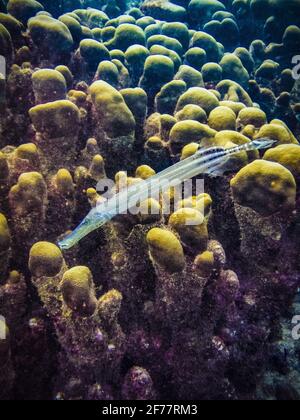 Frankreich, Karibik, Französisch-Westindien, Guadeloupe, Grand Cul-de-Sac Marin, Im Herzen des Nationalparks von Guadeloupe, Tauchen auf dem Gelände von Pierre aux Anges, in der Lagune rund um die Insel Fajou, Spotted Trumpetfish (Aulostomus maculatus), Unterwasseransicht Stockfoto