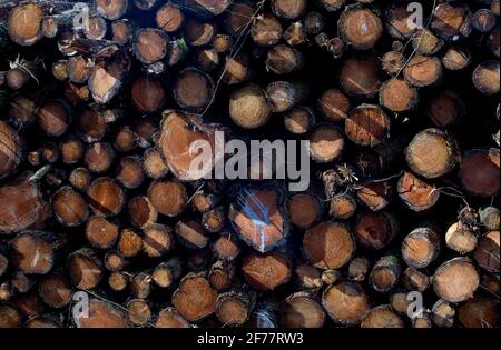 Baumstämme bei einem Sägewerk in der Nähe eines Naturwaldweges am Ystwyth-Fluss in Ceredigion, Wales, Großbritannien. Stockfoto