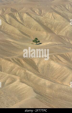 Iran, Region Kerman, einsamer Baum Stockfoto