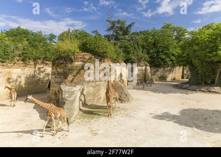 Frankreich, Maine-et-Loire, Doué-la-Fontaine, der Zoo bioparc, Giraffe Stockfoto