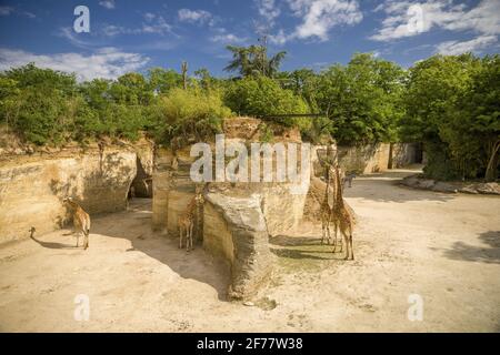 Frankreich, Maine-et-Loire, Doué-la-Fontaine, der Zoo bioparc, Giraffe Stockfoto