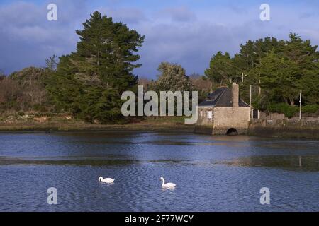 Frankreich, Morbihan, Golf von Morbihan, regionaler Naturpark des Golfs von Morbihan, Halbinsel Rhuys, Le Hezo, Mute Schwäne vor der Gezeitenmühle Stockfoto