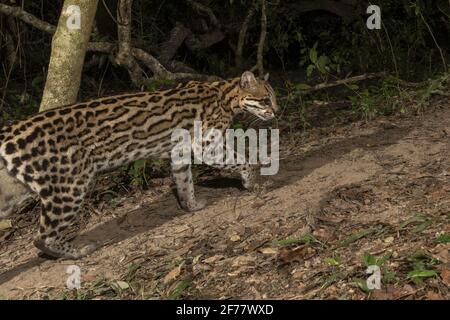 Brasilien, Mato Grosso do Sul, Pantanal, Kamera-Trap-Aufnahme eines Ozelots (Leopardus pardalis) Stockfoto