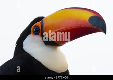 Brasilien, Mato Grosso do Sul, Pantanal, Toco-Tukan (Ramphastos toco) Stockfoto