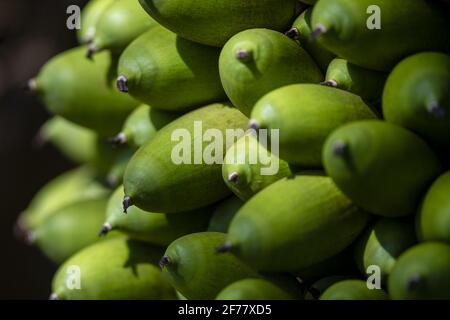 Brasilien, Mato Grosso do Sul, Pantanal, Urucuri-Palme (Attalea phalerata) Stockfoto