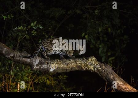 Brasilien, Mato Grosso do Sul, Pantanal, Ocelot (Leopardus pardalis) Stockfoto