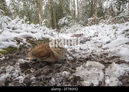 Frankreich, Ille et Vilaine, Woodcock (Scolopax rusticola), im Unterholz im Winter Stockfoto
