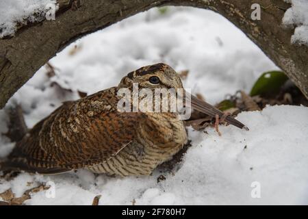 Frankreich, Ille et Vilaine, Woodcock (Scolopax rusticola), im Unterholz im Winter Stockfoto