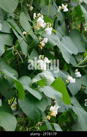 Phaseolus Coccineus. Runner Bean "Moonlight" Blumen. Stockfoto