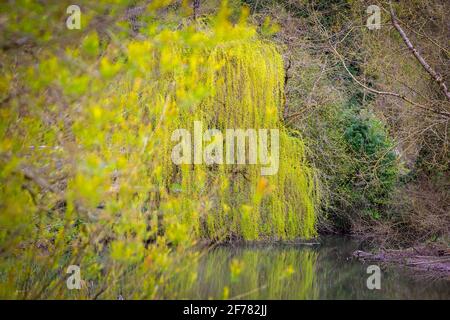 Weinender Weidenbaum mit brillanter Darstellung von hängenden gelben Kätzchen, die sich im Fluss spiegeln. Stockfoto