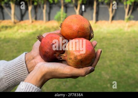 Weibchen hält frische Früchte Bio-Granatäpfel. Im Garten Bauernhof Haus Rasen. Frisch gezupfte Früchte vom Farmhouse-Feld Stockfoto