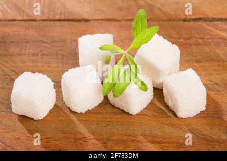 Zuckerwürfel und Blätter der Stevia Pflanze - Stevia rebaudiana Stockfoto