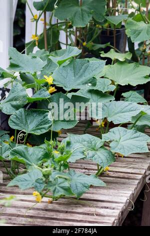 Cucumis sativus. Gurken pflanze Blüte in einem Gewächshaus. Stockfoto