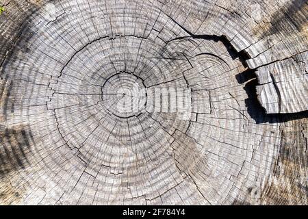 Draufsicht auf einen geschnittenen Baumstamm. Die Zeichen des Alterns zwischen den Strahlen und den Rippen eines alten Baumstammes. Stockfoto