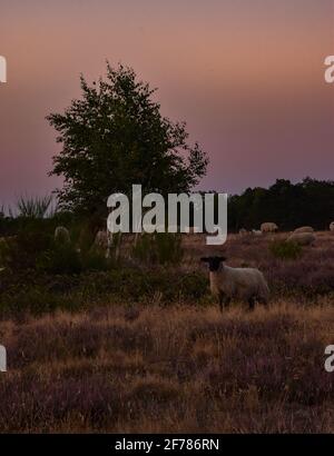 Schafe am Abend im Naturpark Döberitzer Heide Stockfoto