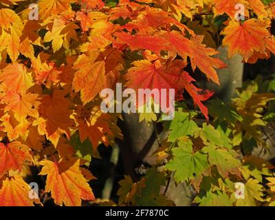 Helles Sonnenlicht auf zarten orangefarbenen, roten, gelben und grünen Blättern des japanischen Ahornbaums (Acer japonica) in Waldlichtung von Arboretum -Yorkshire, England, UK Stockfoto