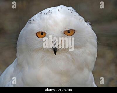 Nahaufnahme des Kopf- und Schulterportraits des gefangenen männlichen Schneehäuchens (Bubo scandiacus) mit leuchtend gelben Augen im Falkneriezentrum - Yorkshire, England, Großbritannien Stockfoto