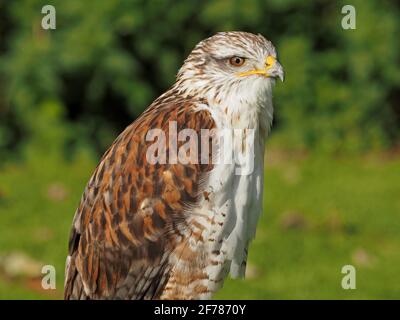 Porträt des gefangenen Ferruginous Hawk (Buteo regalis) mit gelbem Cere und braunem Auge auf Barsch bei Sonnenschein im Falkneriezentrum in Yorkshire, England, Großbritannien Stockfoto