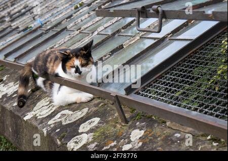 Calico Katze liegt auf dem Dach eines alten Gewächshauses Stockfoto