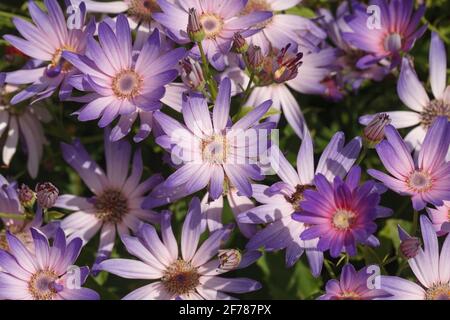 Cineraria senetti 'Magic Salmon' Blumen. Stockfoto