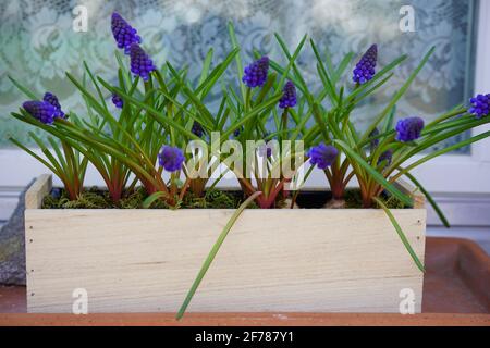 Traubenhyazinthen Muscari in Holzpflanzentopf vor Angezeigt Stockfoto