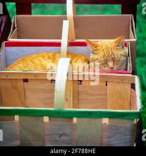 80ER JAHRE ORANGE GESTROMT CAT SCHLAFEN IN BAUERNHOF GARTEN KORB BOX - KC7712 GER002 HARS ALTMODISCH Stockfoto