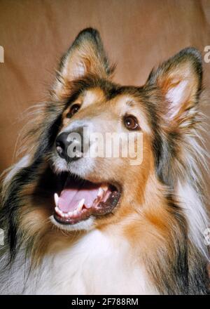 70ER JAHRE PORTRÄT VON GLÜCKLICH AUFMERKSAM ALARM COLLIE HUND KOPF MUND OFFEN UND LÄCHELND - KD3107 LAN001 HARS OLD FASHIONED Stockfoto