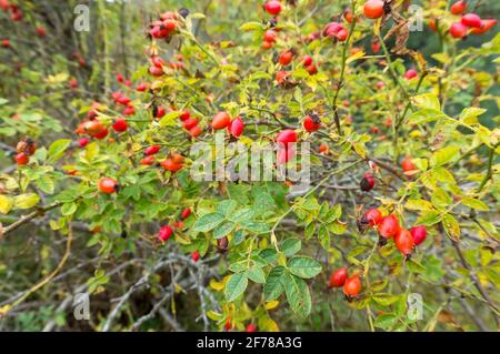 Die roten Beeren der wilden Hagebutten. Heilbeeren. Rosa canina. Wilde Rose. Hüftbusch. Stockfoto