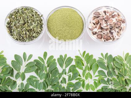 Moringa oleifera mit vielen Vorteilen, Vitaminen, Mineralien und mehrere medizinische Eigenschaften für den Körper Stockfoto