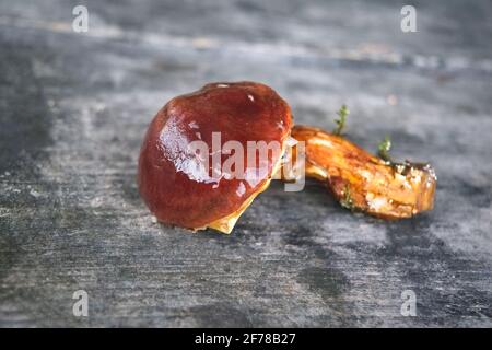 Essbarer Waldpilz. Frisch gepflückte Boletus auf Holzhintergrund.Zerklauser subtomentosus auf Holzhintergrund, rustikaler Tisch. Stockfoto