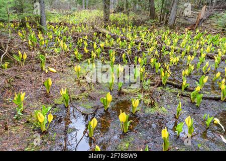 Große Gruppe von Skunk-Kohl, die wild auf feuchtem Boden wächst Im Wells Gray Provincial Park British Columbia Stockfoto