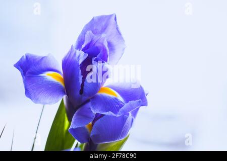 Blaue Iris, Nahaufnahme von Blumen über verschwommenem Hintergrund, selektiver Fokus. Iris Laevigata Stockfoto