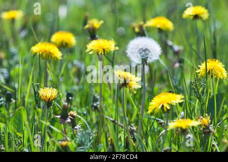 Eine flauschige, weiß blühende Eselin-Blüte unter den gelben Wächst auf einer Sommerwiese Stockfoto