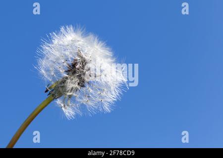 Flauschige weiße Delelonblüte auf blauem Himmel Hintergrund, Nahaufnahme mit selektivem Fokus Stockfoto