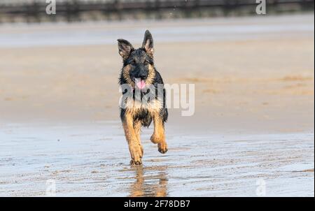 Deutscher Schäferhund am Strand Stockfoto