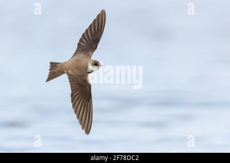 Sand Martin (Riparia riparia), Erwachsener im Flug mit Oberteilen, Kampanien, Italien Stockfoto