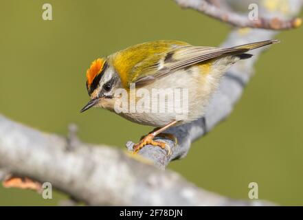 Gewöhnliche Feuerstelle (Regulus ignicapilla), Seitenansicht eines erwachsenen Mannes, der auf einem Ast thront, Kampanien, Italien Stockfoto