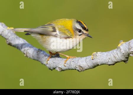 Gewöhnliche Feuerstelle (Regulus ignicapilla), Seitenansicht eines erwachsenen Mannes, der auf einem Ast thront, Kampanien, Italien Stockfoto